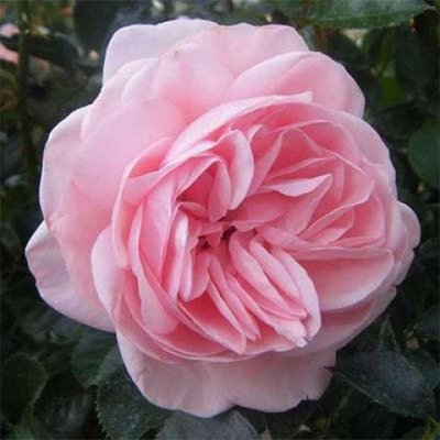 Саджанець троянди Нірп La Fontaine Aux Perles (La Fontaine Aux Perles)(закритий корінь) 1606333686 фото
