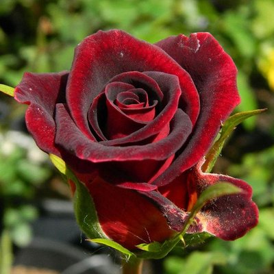 Саджанець троянди чайно-гібридної (садової) Мадам Дельбар (Madame Delbard)(закритий корінь) 1606333332 фото