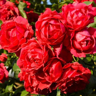 Саджанець плетистої троянди Пол Скарлет (Paul's Scarlet Climber)(закритий корінь) 1606333482 фото