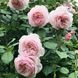 Саджанець англійської троянди Е Шропшир Лед (Shropshire Lad)(закритий корінь) 1606333432 фото 1