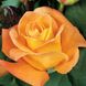 Саджанець троянди Тантау Whiskey (Віскі)(закритий корінь) 1606333636 фото 1