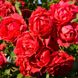 Саджанець плетистої троянди Пол Скарлет (Paul's Scarlet Climber)(закритий корінь) 1606333482 фото 1