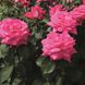 Саджанець троянди Тантау Acapella (Акапелла)(закритий корінь) 1606333586 фото 1
