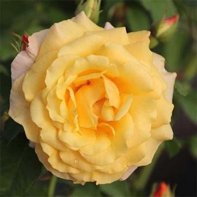 Саджанець плетистої троянди Постильон (Postillion)(закритий корінь) 1606333483 фото