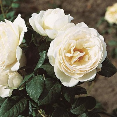 Саджанець троянди Тантау Uetersener Klosterrose (Монастир Ютерсенер)(закритий корінь) 1606333637 фото