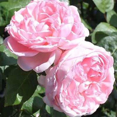 Саджанець англійської троянди Еглантайн (Eglantyne)(закритий корінь) 1606333433 фото