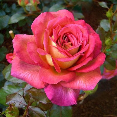 Саджанець троянди Нірп Парфюм ді Грасс (Parfum de Grasse)(закритий корінь) 1606333687 фото