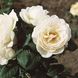 Саджанець троянди Тантау Uetersener Klosterrose (Монастир Ютерсенер)(закритий корінь) 1606333637 фото 1