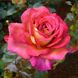 Саджанець троянди Нірп Парфюм ді Грасс (Parfum de Grasse)(закритий корінь) 1606333687 фото 1