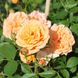 Саджанець троянди Тантау Apricot Clementine (Абрикос Клементин)(закритий корінь) 1606333587 фото 1
