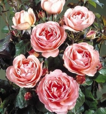 Саджанець троянди Поульсен Amelia Renaissance (Амелія Ренесанс)(закритий корінь) 1606333638 фото