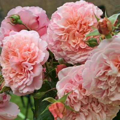 Саджанець плетистої троянди Роз Де Толбіак (Rose de Tolbiac)(закритий корінь) 1606333484 фото