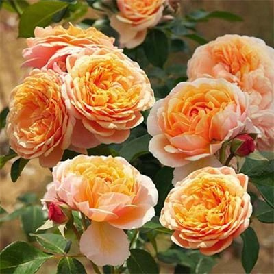 Саджанець троянди Нірп Парфюм ді Орлеанс (Parfum D'Orleans) 1606333688 фото