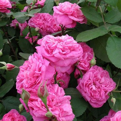 Саджанець англійської троянди Гертруда Джекілл (Gertrude Jekyll)(закритий корінь) 1606333384 фото