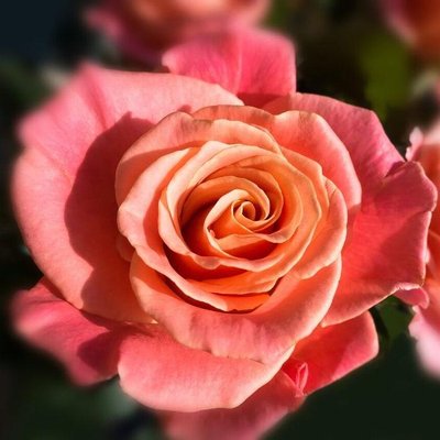 Саджанець троянди чайно-гібридної (садової) Міс Піггі (Miss Piggy)(закритий корінь) 1606333334 фото
