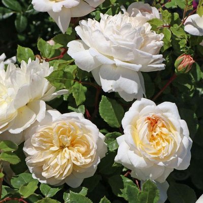 Саджанець англійської троянди Емануель (Emanuel)(закритий корінь) 1606333434 фото