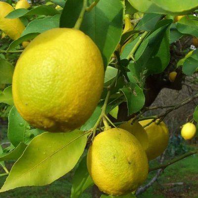 Саджанець лимону "Павловський" 1606335594 фото