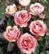 Саджанець троянди Поульсен Amelia Renaissance (Амелія Ренесанс)(закритий корінь) 1606333638 фото 1
