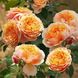 Саджанець троянди Нірп Парфюм ді Орлеанс (Parfum D'Orleans) 1606333688 фото 1