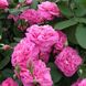 Саджанець англійської троянди Гертруда Джекілл (Gertrude Jekyll)(закритий корінь) 1606333384 фото 1
