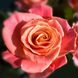 Саджанець троянди чайно-гібридної (садової) Міс Піггі (Miss Piggy)(закритий корінь) 1606333334 фото 1
