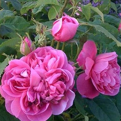 Саджанець плетистої троянди Глендора (Glendore)(закритий корінь) 1606333458 фото
