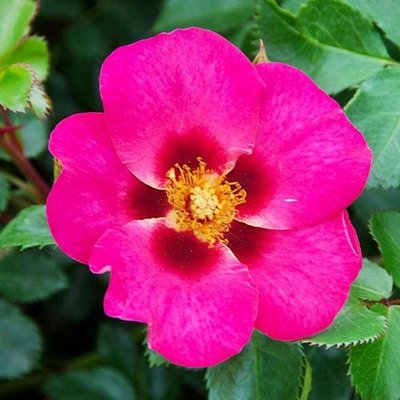 Саджанець троянди Ропару Eye to Eye (Віч-на-віч)(закритий корінь) 1606333508 фото