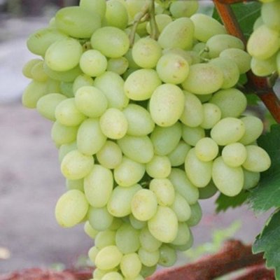 Саджанець винограду Кишмиш "Бриз" ( ранньо-средній термін дозрівання ) 1606333713 фото