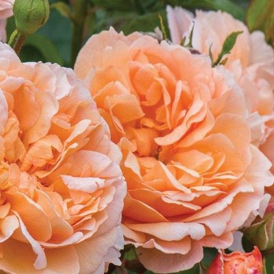 Саджанець англійської троянди Леді Гарденер (Lady Gardener)(закритий корінь) 1606333408 фото