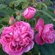 Саджанець плетистої троянди Глендора (Glendore)(закритий корінь) 1606333458 фото 1