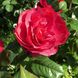 Саджанець троянди Тантау Hot Rokoko (Гаряча Рококо)(закритий корінь) 1606333612 фото 1