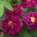 Саджанець троянди чайно-гібридної (садової) Тусканія Суперб (Tuscany Superb)(закритий корінь) 1606333358 фото 1