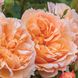 Саджанець англійської троянди Леді Гарденер (Lady Gardener)(закритий корінь) 1606333408 фото 1