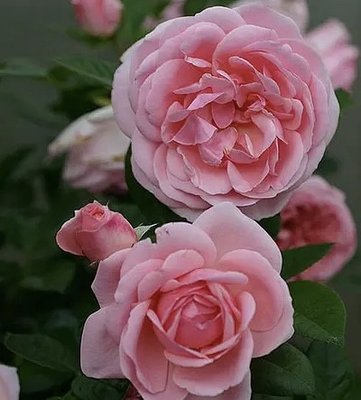 Саджанець троянди Поульсен Astrid Lindgren (Астрід Ліндгрен)(закритий корінь) 1606333639 фото