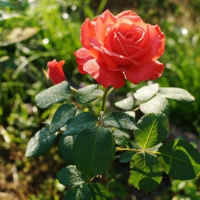 Саджанець англійської троянди Голд Перл Штейн (Gold Perl Stein)(закритий корінь) 1606333385 фото
