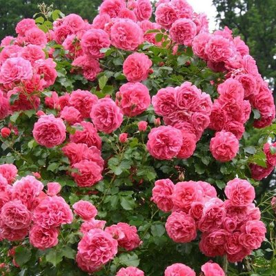 Саджанець плетистої троянди Розаріум Ютерзен (Rosarium Uetersen)(закритий корінь) 1606333485 фото