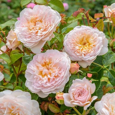 Саджанець англійської троянди Емілі Бронте (Emily Bronte)(закритий корінь) 1606333435 фото