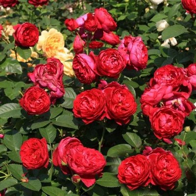 Саджанець троянди Тантау Ascot (Аскот)(закритий корінь) 1606333589 фото
