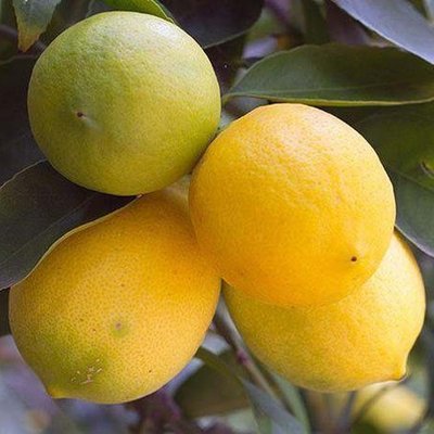 Саджанець лимону "Новогрузинський" 1606335595 фото