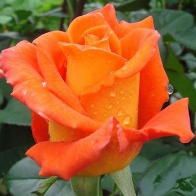 Саджанець троянди чайно-гібридної (садової) Моніка (Monika)(закритий корінь) 1606333335 фото