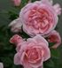 Саджанець троянди Поульсен Astrid Lindgren (Астрід Ліндгрен)(закритий корінь) 1606333639 фото 1