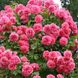 Саджанець плетистої троянди Розаріум Ютерзен (Rosarium Uetersen)(закритий корінь) 1606333485 фото 1