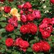 Саджанець троянди Тантау Ascot (Аскот)(закритий корінь) 1606333589 фото 1
