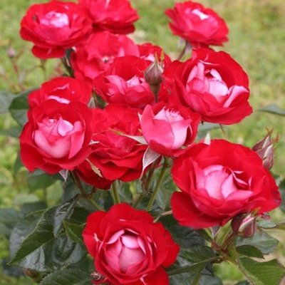 Саджанець плетистої троянди Розе Дер Айнхайт (Rose der Einheit)(закритий корінь) 1606333486 фото