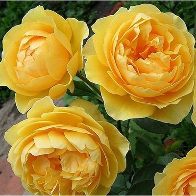 Саджанець троянди чайно-гібридної (садової) Мулинекс (Molineux)(закритий корінь) 1606333336 фото