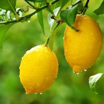 Саджанець лимону "Лунаріо" 1606335596 фото
