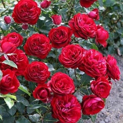 Саджанець троянди Поульсен Balmoral (Балморал)(закритий корінь) 1606333640 фото