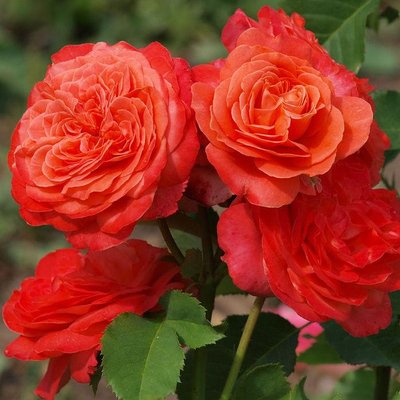 Садженці англійської троянди Емільен Гійо (Emilien Guillot)(закритий корінь) 1606333436 фото