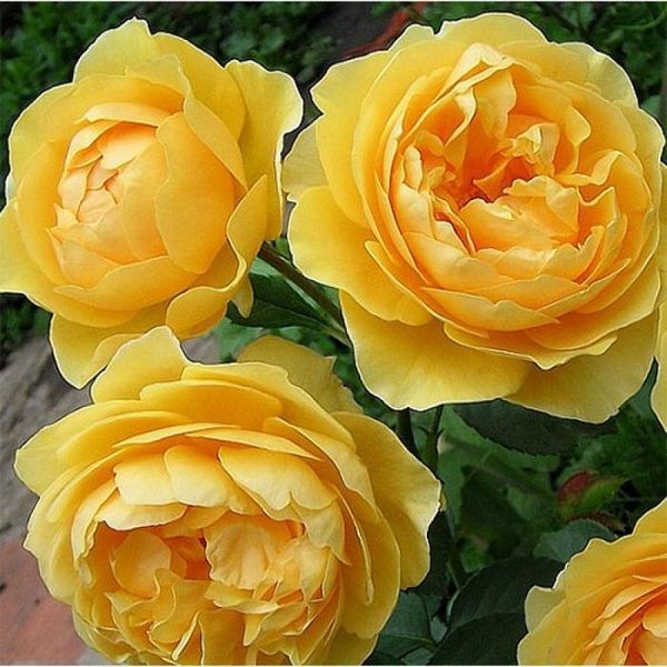 Саджанець троянди чайно-гібридної (садової) Мулинекс (Molineux)(закритий корінь) 1606333336 фото