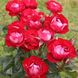 Саджанець плетистої троянди Розе Дер Айнхайт (Rose der Einheit)(закритий корінь) 1606333486 фото 1